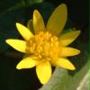 Gelbe Blume1